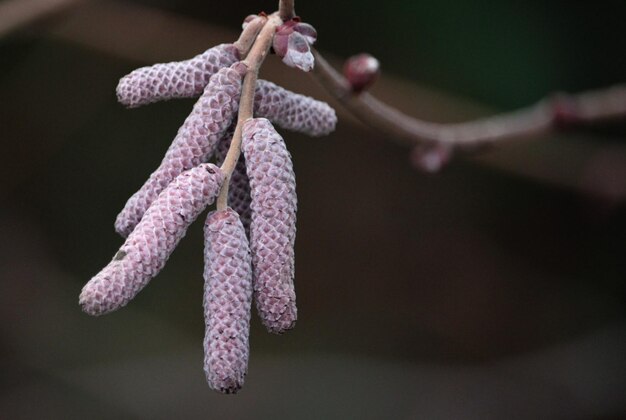 Photo close-up de la neige sur l'usine