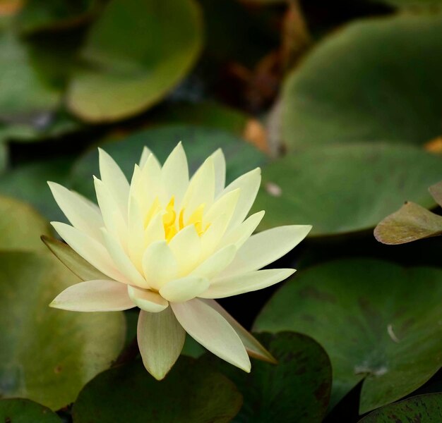 Close-up de nénuphar lotus dans l'étang