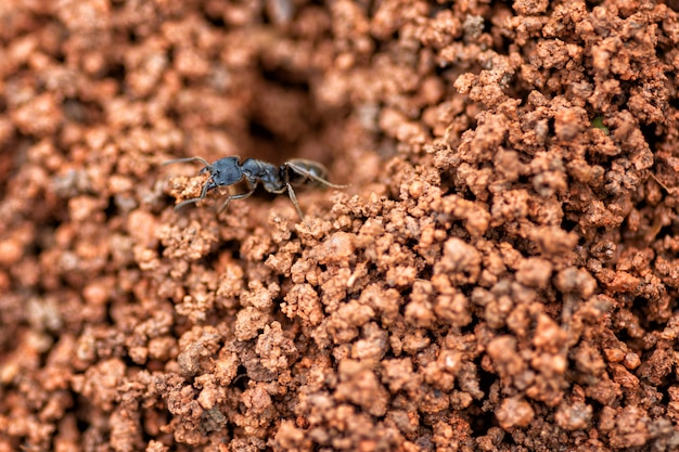Photo close up nid de fourmis noires dans le sol rouge