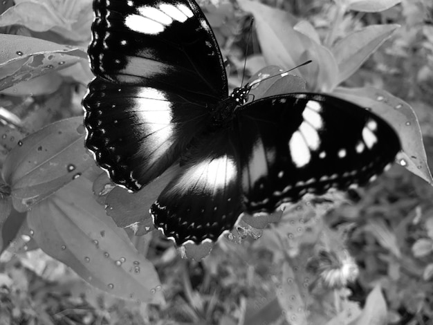 Close up noir blanc macro shot d'un jardin tropical papillon sur une fleur