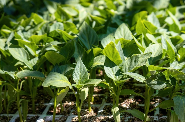 Close up nouvelle feuille de jeunes plants de piment sur le plateau