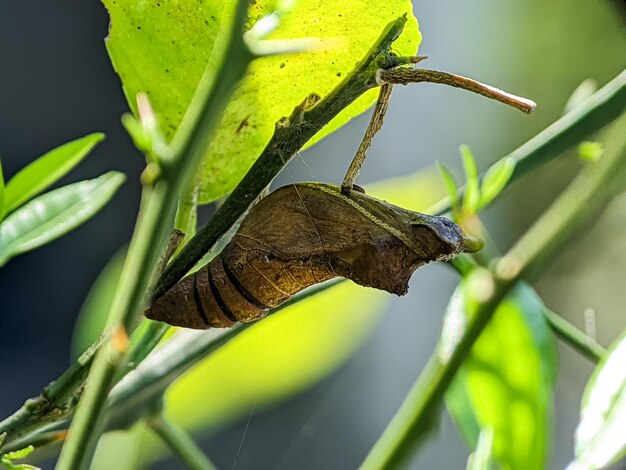 Close up nymphe de papillon sur l'arbre