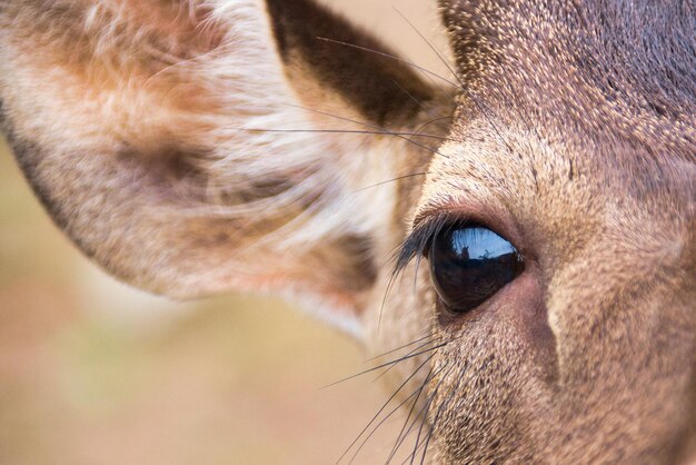 Photo close-up de l'œil du cheval