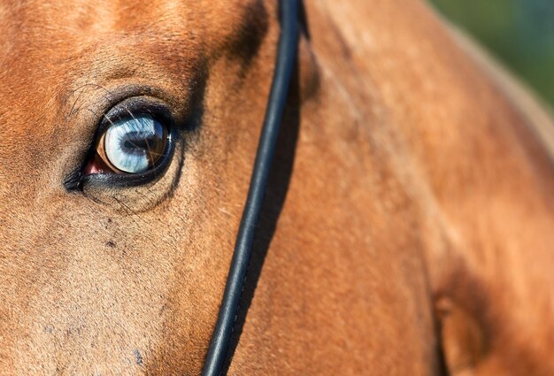 Photo close-up de l'œil humain