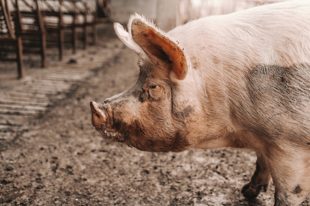 Close up of adult pig standing in the mud in cote. Concept d'élevage de porcs.