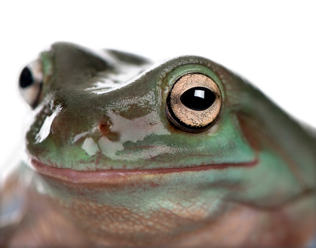 Close-up of Australian Green Tree Frog, Litoria caerulea