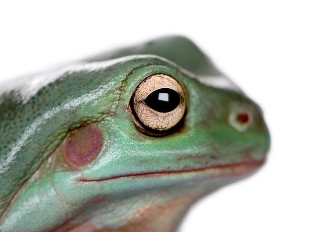 Close-up of Australian Green Tree Frog, Litoria caerulea