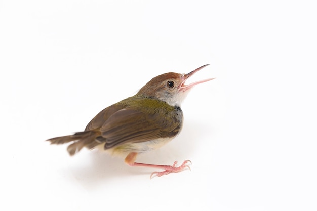 Close-up of Bar-winged Prinia oiseau