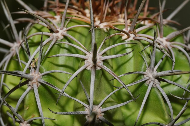 Close up of cactus déchiré Melocactus curvispinus Cactus est une plante du désert et une plante d'intérieur populaire