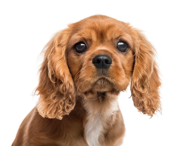 Close-up of Cavalier King Charles Spaniel puppy, isolé sur blanc