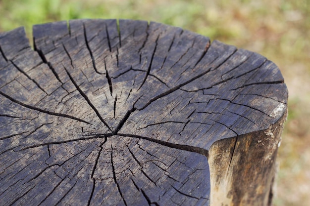 Close up of cross section de souche d'arbre avec des fissures