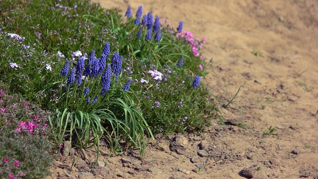 Close up of flower bed avec de plus en plus de fleurs de jacinthe de raisin beau lit de fleur avec la floraison sprin