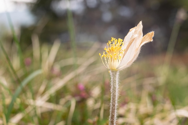 Photo close up of flower on meadow avec pétales cassés et morts riches en pistils