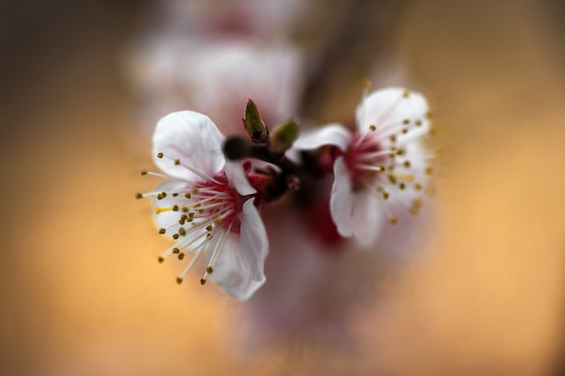 Close up of fragile cerise apple abricot arbres en fleurs.