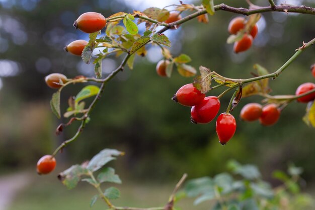 Close up of Fruits de rose musquée