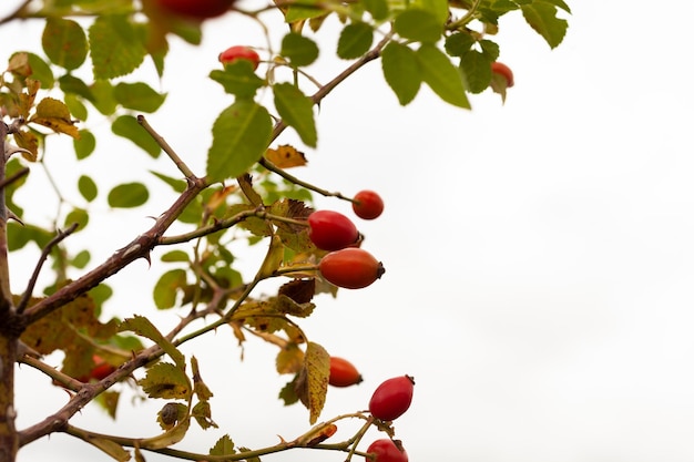 Close up of Fruits de rose musquée