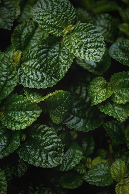 Close up of green greeping charlie (Pilea nummulariifolia ) feuilles pour l'arrière-plan.Macro photographie.