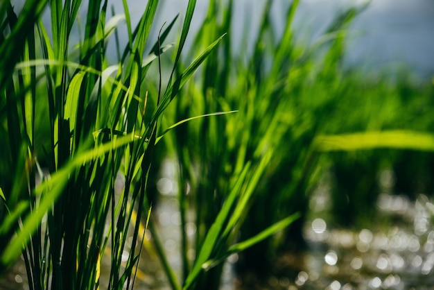 Close up of green paddy rizière Asie Bali Indonésie