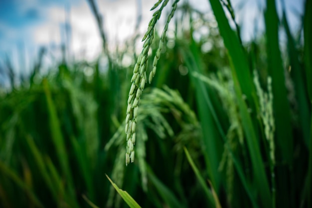 Close up of green paddy rizière Asie Bali Indonésie