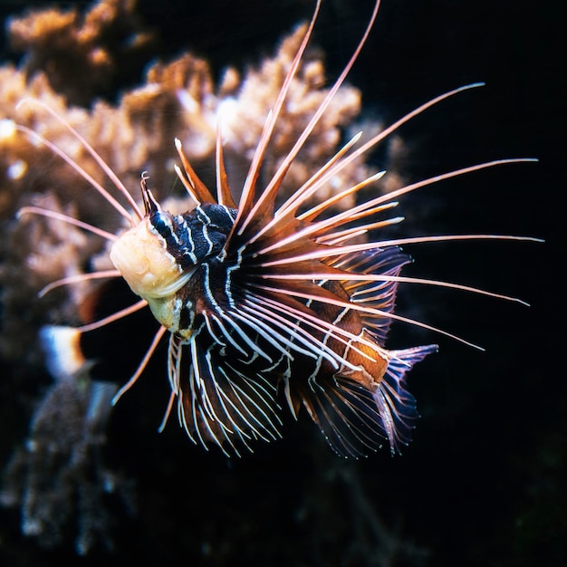 Close up of lionfish coral fish dans un grand aquarium.