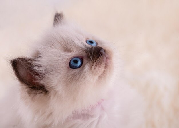 Close up of little ragdoll chaton aux yeux bleus en collier violet assis sur un fond beige