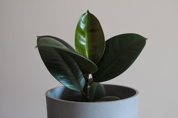 Close up of modern houseplant jeune Ficus elastica Bourgogne ou arbre à caoutchouc une plante en pot