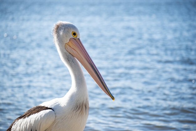 Close up of Pelican debout sur une rivière dans une journée ensoleillée.Pélican isolé. Concept d'animaux sauvages