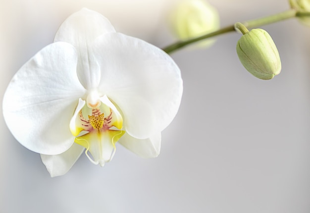 Close up of phalaenopsis orchidée fleur blanche fleur sur tige. Serre, plante d'intérieur, fleurs exotiques à la maison
