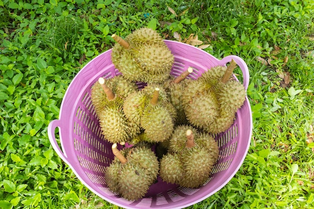 Close up of pile durian frais prêt pour la récolte
