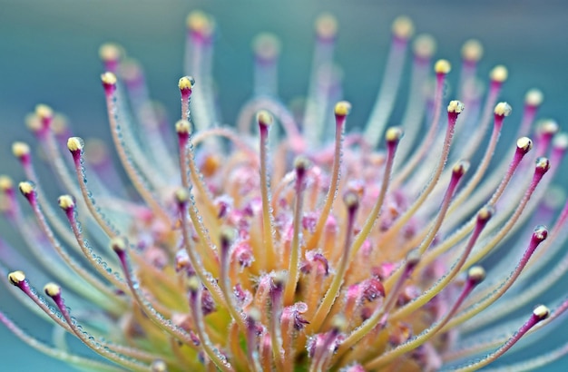 Close up of pincushion protea blossom avec des gouttes de rosée