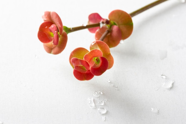 Close up of Red Christ Thorn Flower ou Couronne d'épines plante