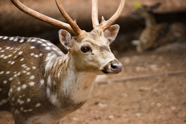 Close up of a red deer stag en automne inde