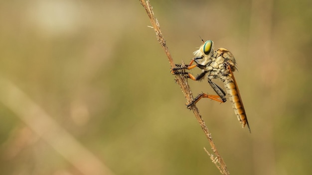 Close up of robberfly reposant sur l'herbe