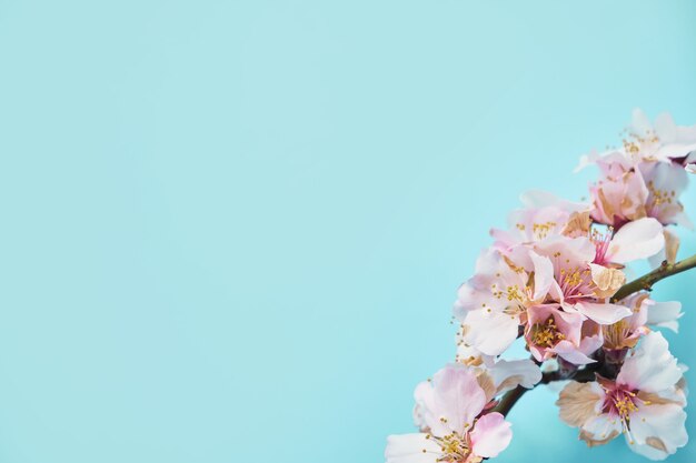 Close up of spring white cherry blossom tree sur une surface bleu pastel