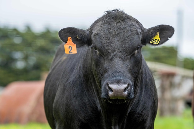 Close up of Stud Beef taureaux vaches et veaux broutant sur l'herbe dans un champ en Australie les races de bovins comprennent speckled park murray grey angus bragus et wagyu mangeant du grain et du blé