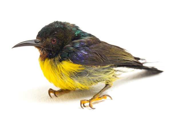 Close-up of sunbird à gorge brune