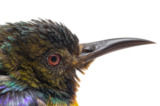 Close-up of sunbird à gorge brune