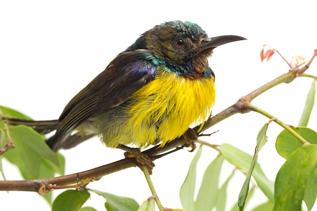 Close-up of sunbird à gorge brune