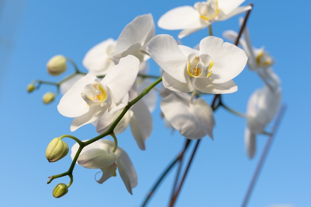 Close up of white orchid flower in garden