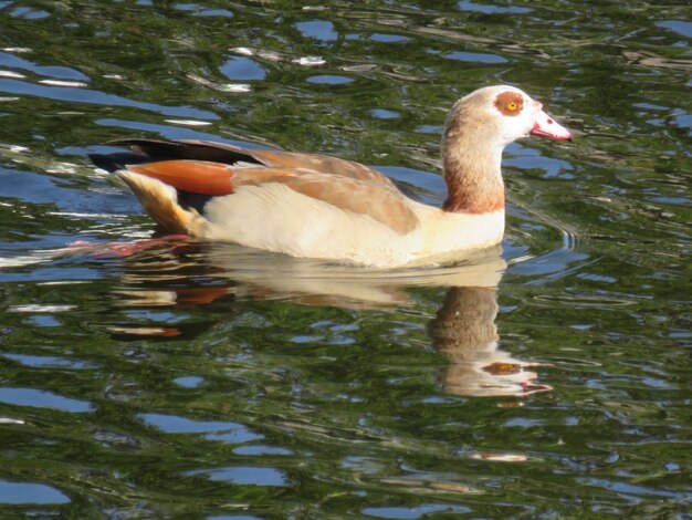 Photo close-up d'une oie égyptienne nageant sur le lac