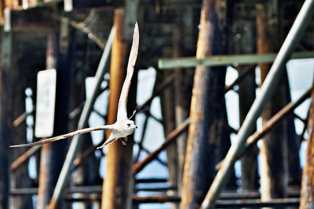 Photo close-up d'un oiseau sur une clôture métallique