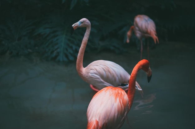 Close-up d'un oiseau dans l'eau