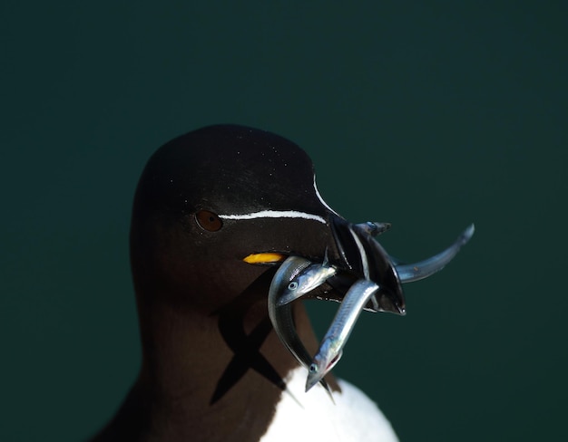 Photo close-up d'un oiseau sur un fond noir