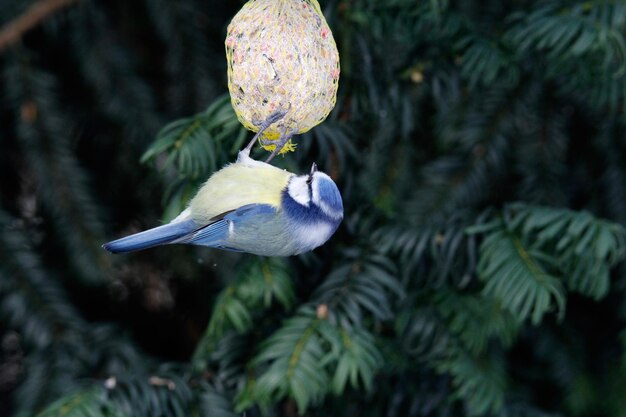 Close-up d'un oiseau sur une mangeoire suspendu à un arbre
