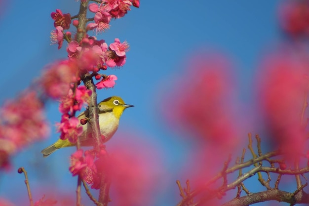 Photo close-up d'un oiseau perché sur un arbre contre le ciel