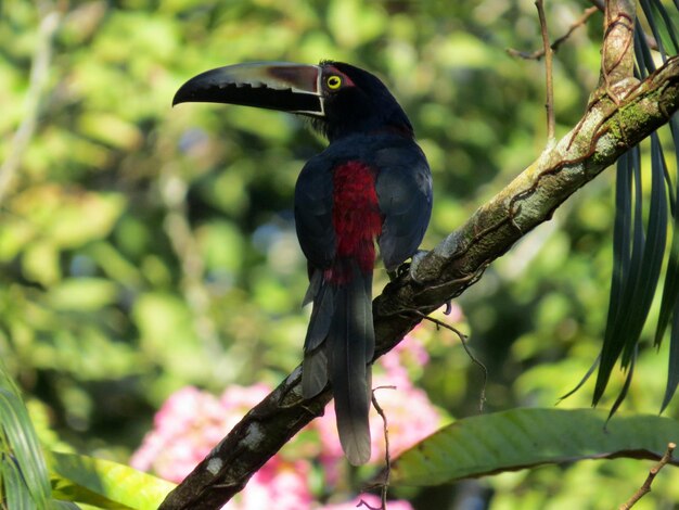 Photo close-up d'un oiseau perché sur un arbre