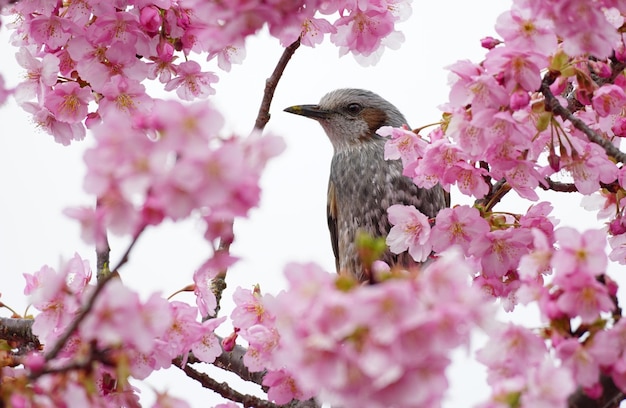 Photo close-up d'un oiseau perché sur un arbre