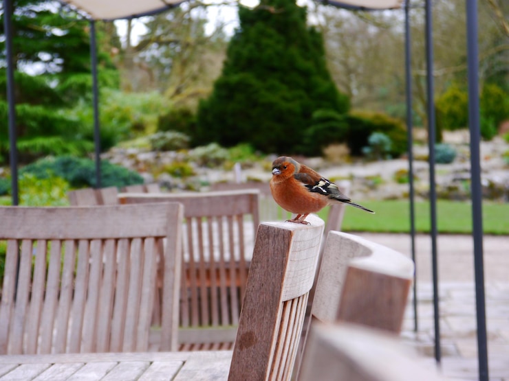Photo close-up d'un oiseau perché sur une balustrade contre des arbres