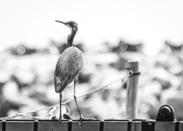 Photo close-up d'un oiseau perché sur une balustrade contre le ciel