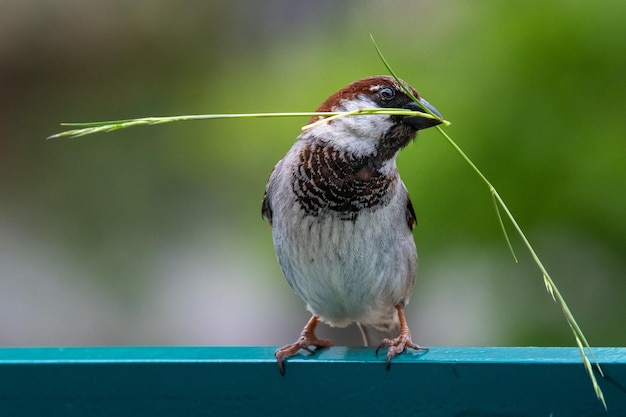 Photo close-up d'un oiseau perché sur une balustrade